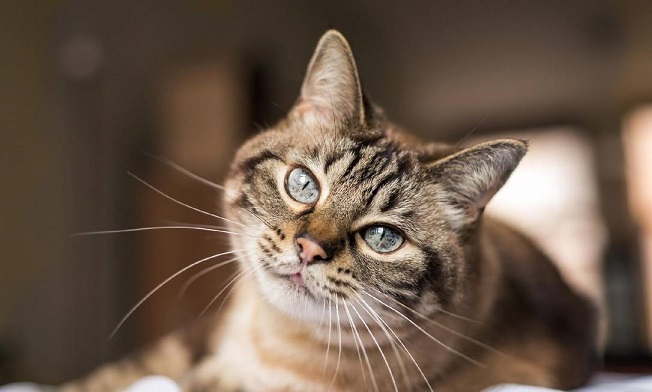gato