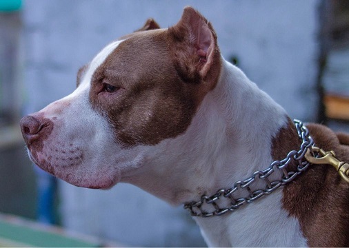 pitbull_cao_cachorro